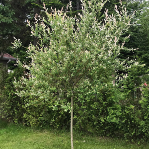 Salix integra 'Hakuro-Nishiki'