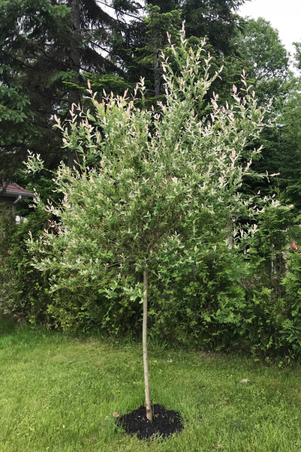 Salix integra 'Hakuro-Nishiki'
