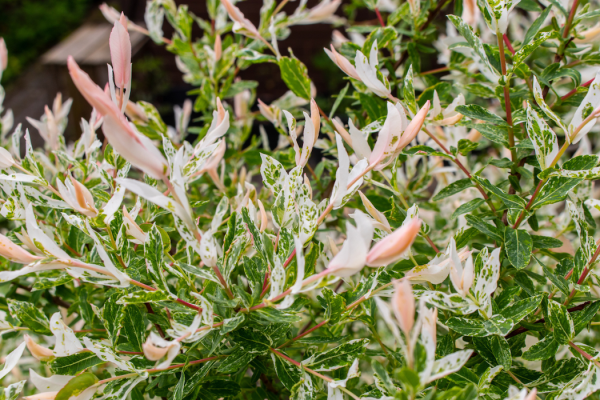 Salix integra 'Hakuro-Nishiki'