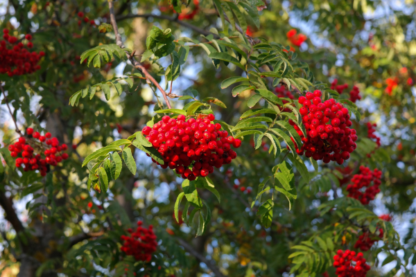 Sorbus aucuparia 'Cardinal Royal'