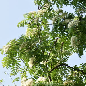 Sorbus aucuparia 'Rossica'