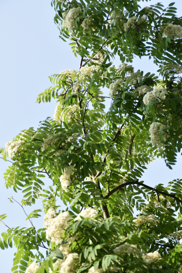 Sorbus aucuparia 'Rossica'