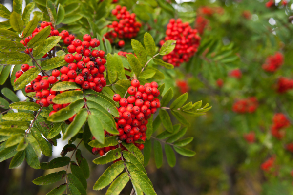 Sorbus aucuparia 'Rossica'