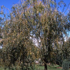 Salix 'Prairie Cascade'