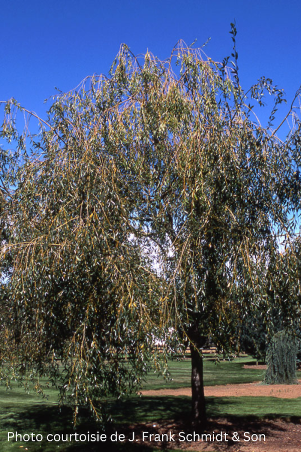 Salix 'Prairie Cascade'
