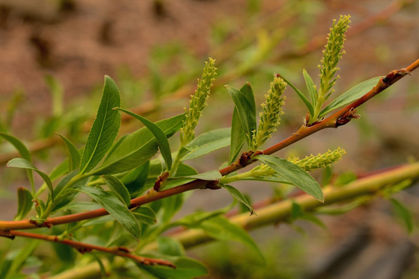 Salix 'Prairie Cascade'