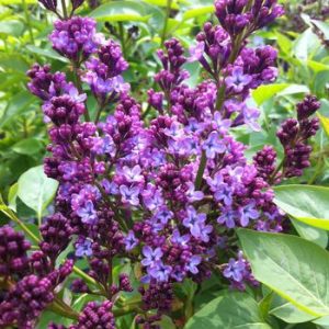 Syringa vulgaris