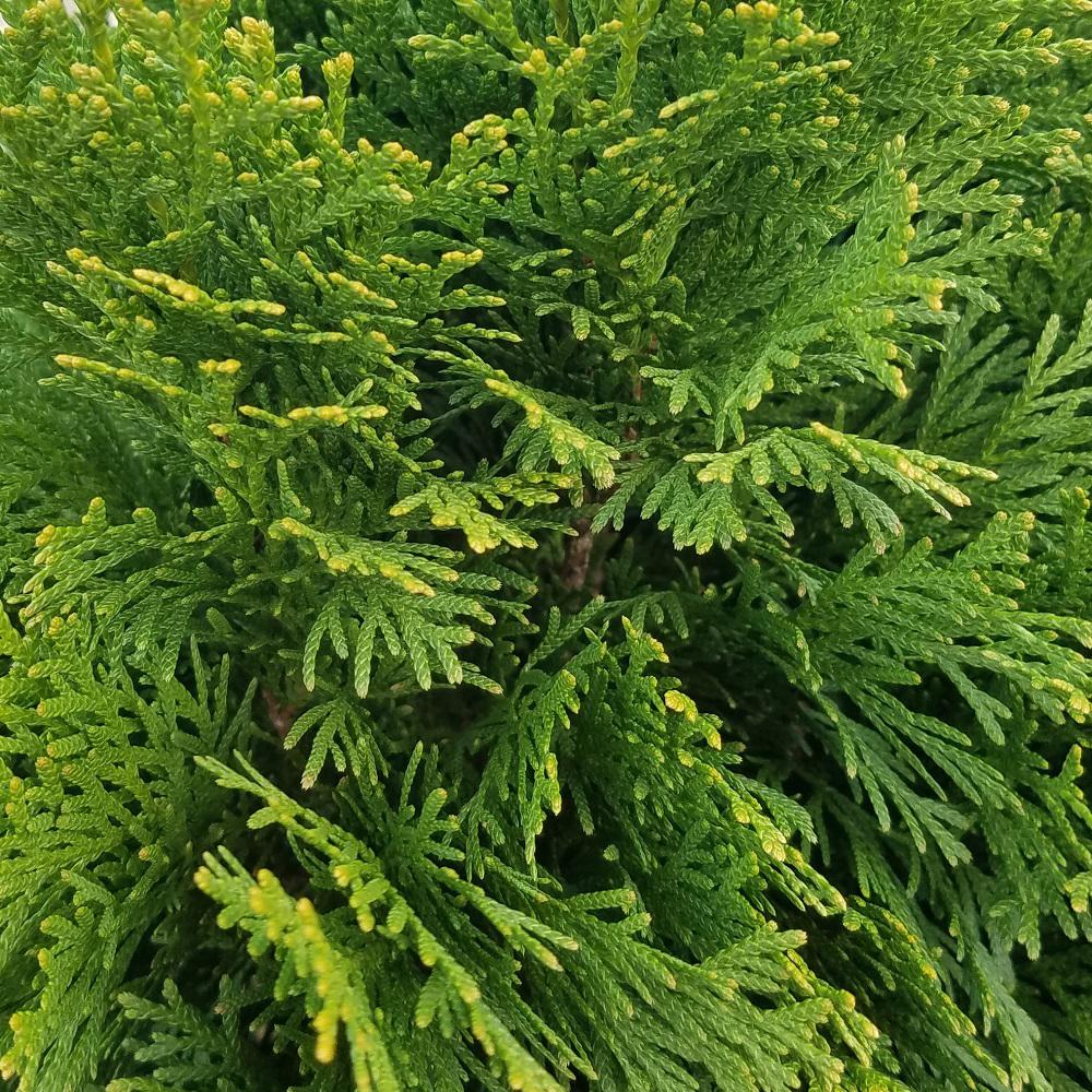 thuya-occidentalis-smaragd-thuja-occidental-smaragd-les