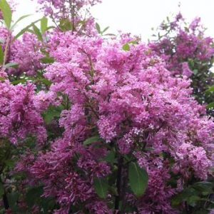 Syringa prestoniae 'James MacFarlane'