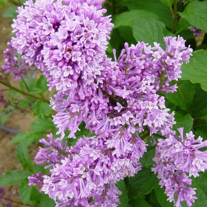 Syringa prestoniae 'Donald Wyman'