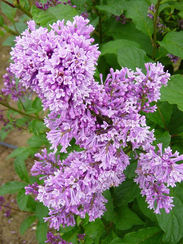 Syringa prestoniae 'Donald Wyman'