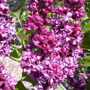 Syringa vulgaris 'Charles Joly'