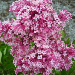 Syringa x 'Tinkerbelle' ('Bailbelle')