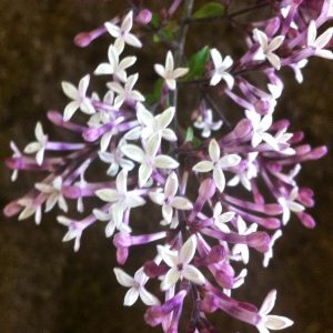 Syringa Juliana 'Hers'