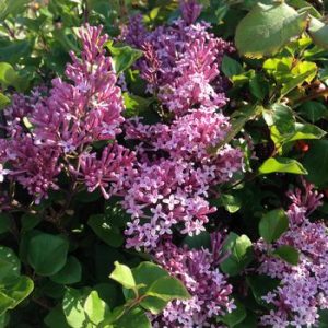 Syringa meyeri 'Palibin'