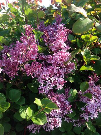 Syringa meyeri 'Palibin' STG Lilas de Corée nain sur tige - Les Plantations  Létourneau