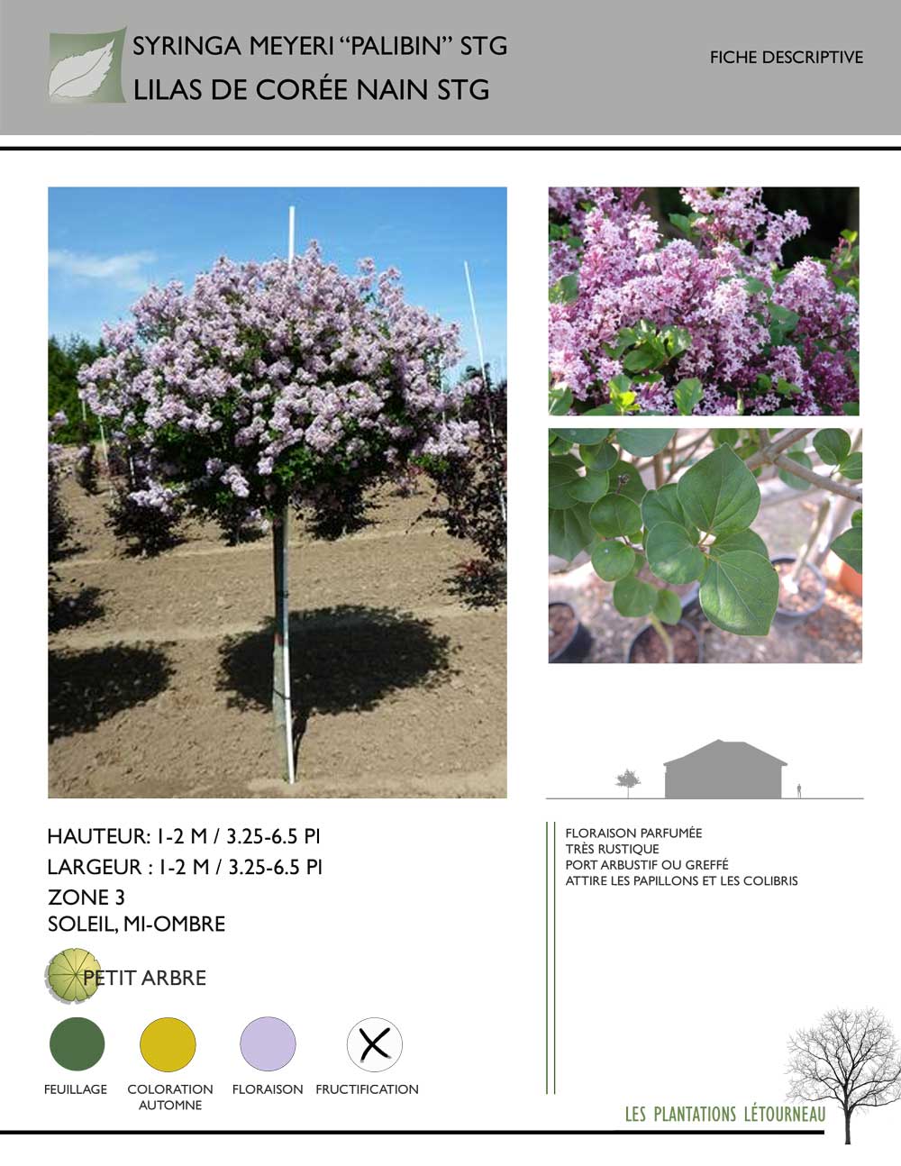 Syringa meyeri 'Palibin' STG Lilas de Corée nain sur tige - Les Plantations  Létourneau