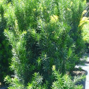 Taxus x media 'Hicksii'