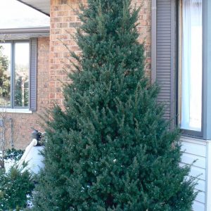 Taxus cuspidata 'Capitata'
