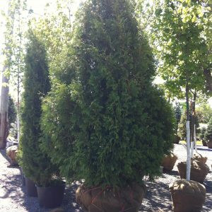 Thuya occidentalis