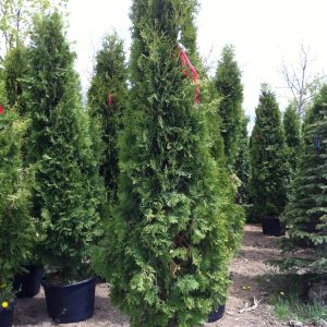 Thuya occidentalis 'Fastigiata'