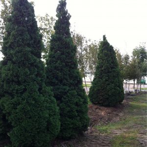 Thuya occidentalis 'Holmstrup'
