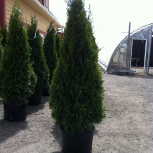 Thuya occidentalis 'Smaragd'