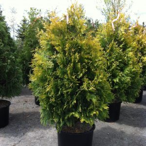 Thuya occidentalis 'Sunkist'
