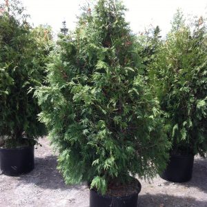 Thuya occidentalis 'Nigra'