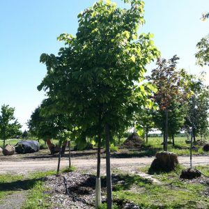 Tilia cordata 'Glenleven'