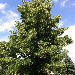 Tilia cordata 'Greenspire'