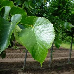 Tilia americana 'Legend' ('Wandell')