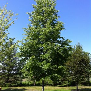 Tilia americana 'Redmond'