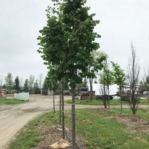 Tilia cordata 'Summer Sprite' ('Halka')