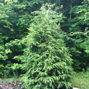Tsuga canadensis
