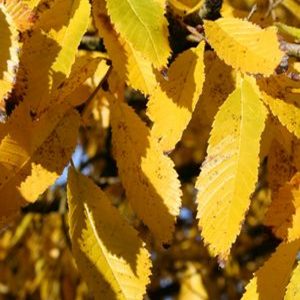 Ulmus davidiana var. japonica 'Accolade' ('Morton')