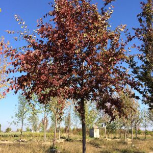 Ulmus x 'Frontier'