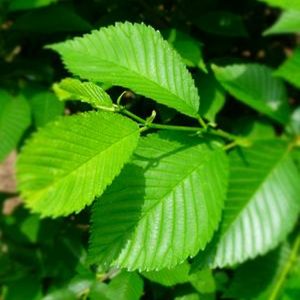 Ulmus x 'Pioneer'