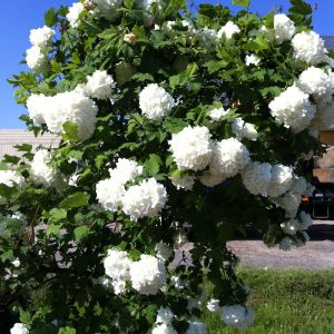 Viburnum opulus 'Roseum'