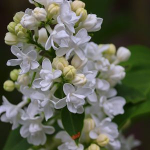 Syringa vulgaris 'Mme Lemoine'