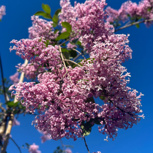 Syringa "Juliana Hers'
