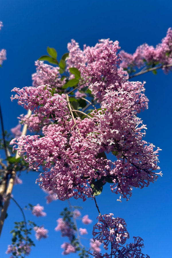Syringa "Juliana Hers'