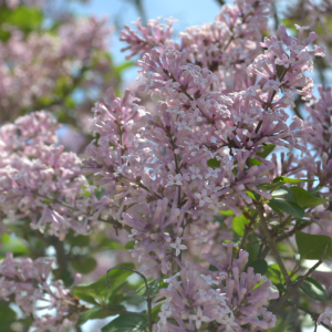 Syringa meyeri 'Palibin'