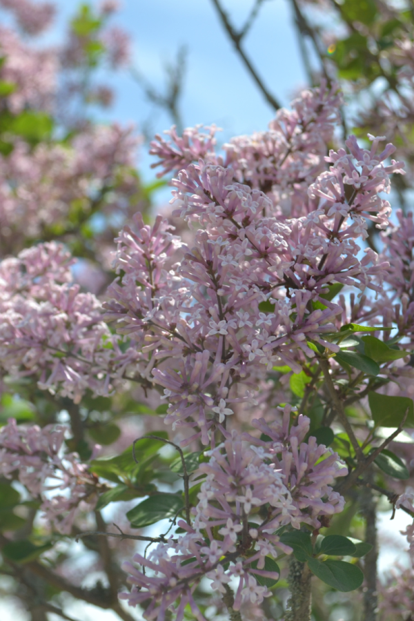 Syringa meyeri 'Palibin'