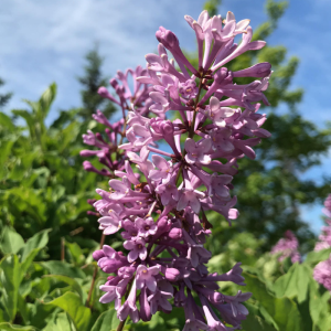 Syringa prestoniae 'Donald Wyman'