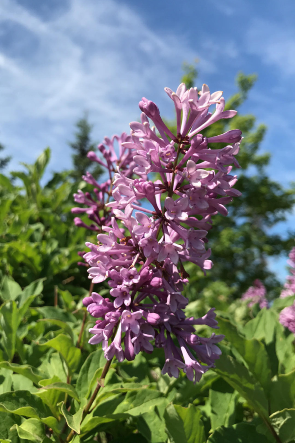 Syringa prestoniae 'Donald Wyman'