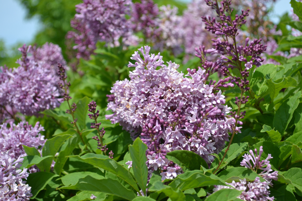 Syringa prestoniae 'Donald Wyman'