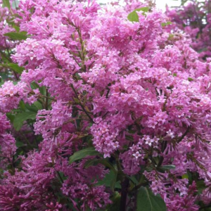 Syringa prestoniae 'James MacFarlane'
