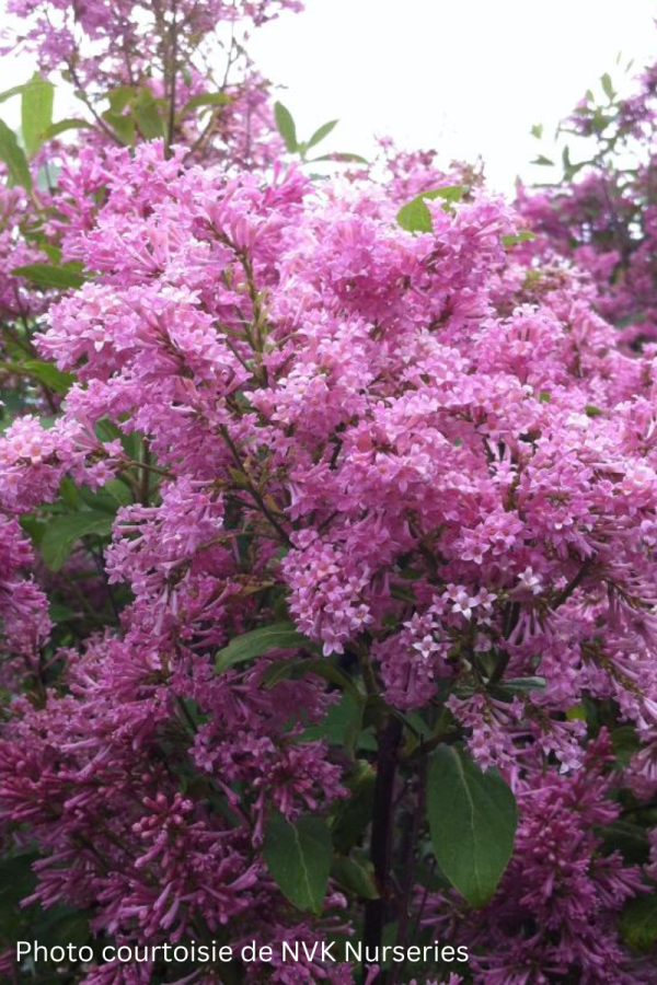 Syringa prestoniae 'James MacFarlane'