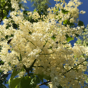 Syringa reticulata 'Ivory Silk'